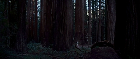 Woodshock_Trailer01.jpg